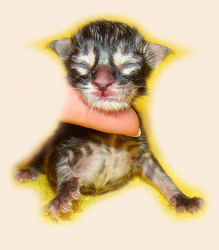     Catsvill County!   !    !       !!!    Catsvill County +7-926-544-74-09     .   ,   ,   ,    ,   ,  ,     ,   -,    ,   !